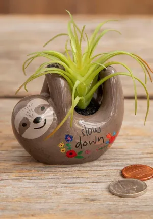 Grey Sloth Critter Succulent